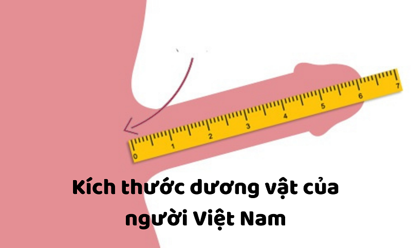 Kích thước dương vật trung bình của đàn ông Việt Nam